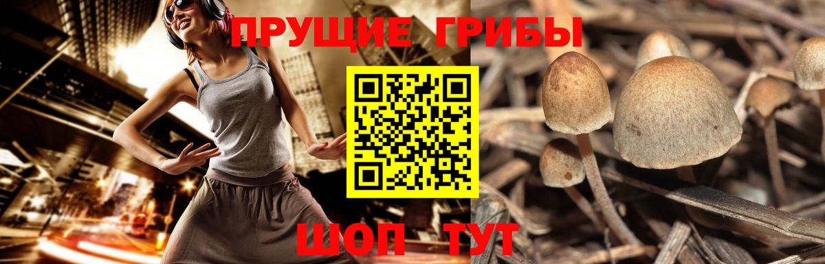 Галлюциногенные грибы GOLDEN TEACHER Кандалакша
